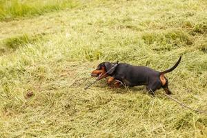 lindo cachorrinho dachshund mastigando um pedaço de pau ao ar livre foto