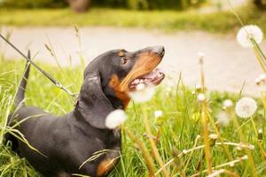 retrato de um cachorro bassê fofo em um campo de dentes de leão foto