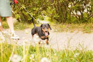 mulher caminha com o cachorro na coleira no parque. dachshund perto dos pés de uma mulher foto