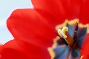tulipa aberta vermelha. flor padrão de fundo. macro de pistilo de tulipa foto