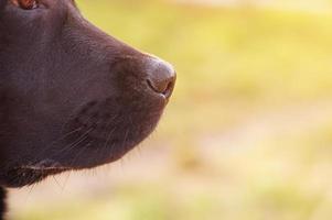 foto de macro de nariz de cachorro. o rosto de um jovem cão labrador retriever no fundo da natureza.