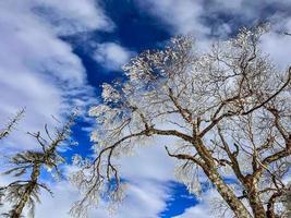 montanha com árvores cobertas de neve foto