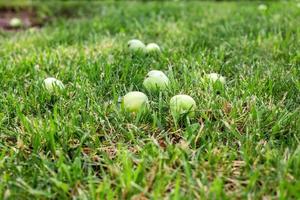 maçãs verdes na grama sob a macieira. fundo de outono maçã fresca caída na grama foto