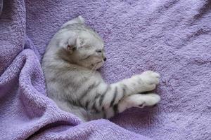 um lindo gatinho escocês dorme sob um cobertor roxo. estilo de vida em casa aconchegante foto