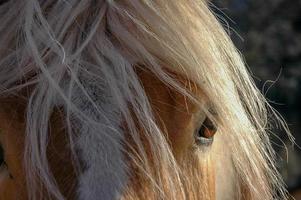 olho de cavalo coberto por crina foto