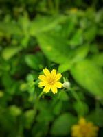 flor amarela de layout criativo no jardim foto