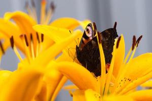 linda borboleta multicolorida em uma flor de lírio laranja foto