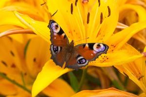 linda borboleta multicolorida em uma flor de lírio laranja foto