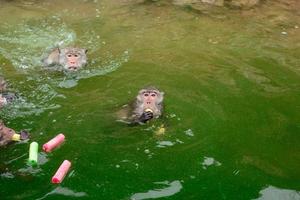 macaco está nadando e comendo comida de turista no reservatório. foto