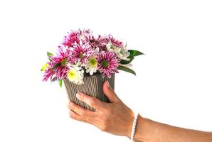 mulheres da mão esquerda segurando flor de buquê violeta rosa. isolado no fundo branco. flor planta símbolo do amor dos namorados para presente namoro foto