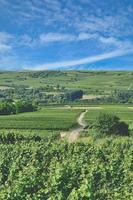 paisagem de vinhedos na região vinícola de rhinehessen, alemanha foto