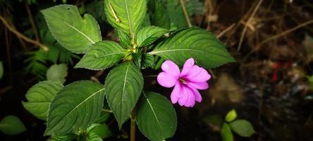 flor impatiens hawkeri, também conhecida como pacar cina ou pacar hawkeri foto