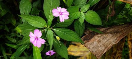 retrato da flor impatiens hawkeri, também conhecida como pacar cina ou pacar hawkeri. esta planta prospera nos trópicos foto