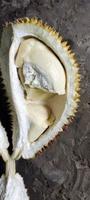 retrato de polpa de fruta durio zibethinus ou comumente conhecida como fruta durian. foto