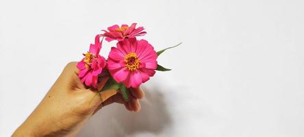 fundo com tema da natureza, flor zinnia elegans na mão isolada no fundo branco e espaço negativo foto