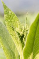 nicotiana tabacum planta herbácea foto