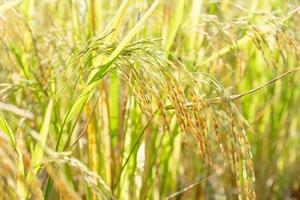 close-up da planta de arroz em casca foto