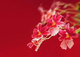 fundo floral com orquídeas foto