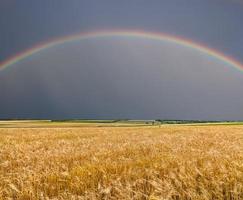 campo de trigo dourado com arco-íris foto