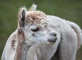 close-up de alpaca na fazenda foto