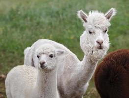 close-up de alpaca na fazenda foto