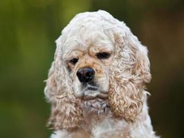 cocker spaniel americano foto