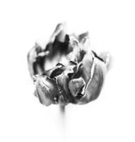 pétalas de tulipas secas foto