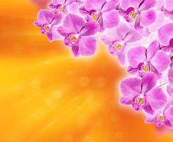 fundo floral com orquídeas foto
