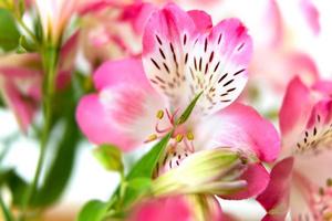 fundo de flores de alstroemeria foto