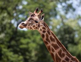 retrato de uma jovem girafa foto