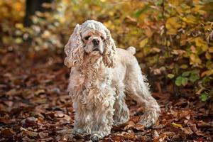 cocker spaniel americano na floresta de outono foto