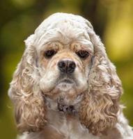 cocker spaniel americano foto