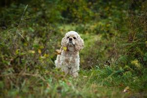 cocker spaniel americano foto