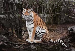 tigre descansando no zoológico foto