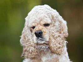 cocker spaniel americano foto