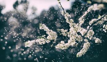 chuva de primavera no jardim foto