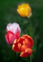 flores de tulipas na primavera foto