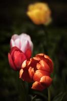 flores de tulipas na primavera foto