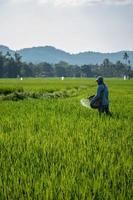 Aceh Besar, Aceh, Indonésia, 2022 - foto de um agricultor semeando fertilizante em um campo de arroz, Aceh, Indonésia