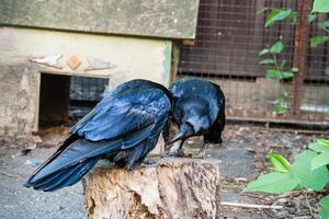 lindos corvos negros sentam-se em um toco foto