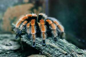 tarântula de aranha de perto foto