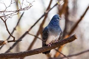 pombo senta-se em um galho foto