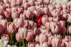 macro de tulipas cor de rosa em um fundo de grama verde foto