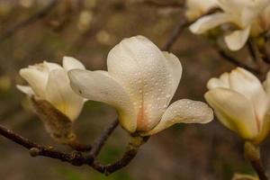 macro de um lindo broto de magnólia foto