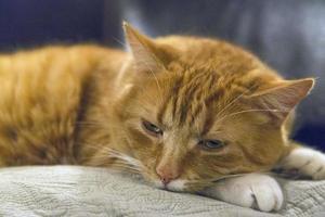 gato malhado laranja em uma almofada foto