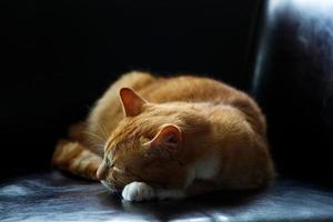 gato malhado laranja dormindo