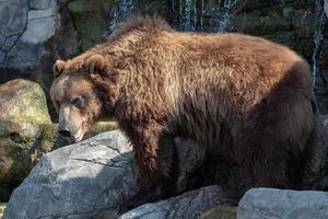 retrato do urso pardo ursus arctos beringianus. urso pardo kamchatka. foto