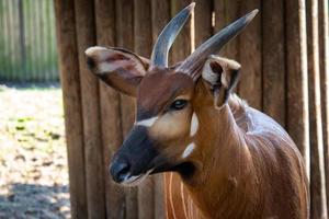 bongo antílope boocercus euryceros isaaci foto