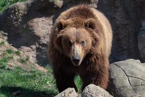 retrato do urso pardo ursus arctos beringianus. urso pardo kamchatka. foto
