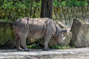 rinoceronte diceros bicornis com grandes chifres foto